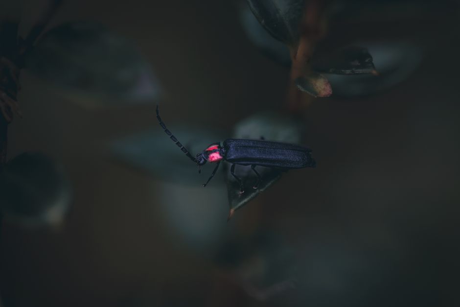 Canva AI vs Adobe Firefly for Non-Designers in 2026